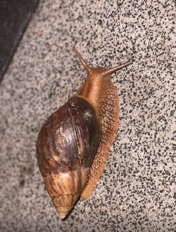 用一个蜗牛测试AI软件识图能力